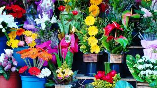 Цените на цветята са 100 увеличени в сравнение с периода