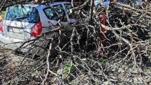 44 автомобила са пострадали от паднали при силния вятър дървета