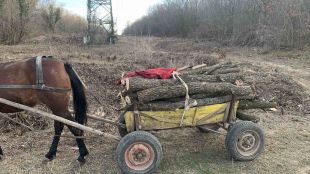Седем каруци натоварени с незаконно добити дърва за огрев са
