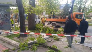 Огромно дърво падна този следобед на варненския булевард Осми приморски