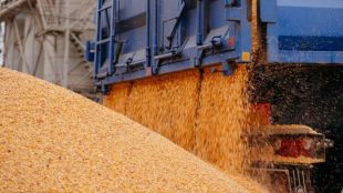 Европейската комисия забрани вноса на зърнени продукти от Украйна в