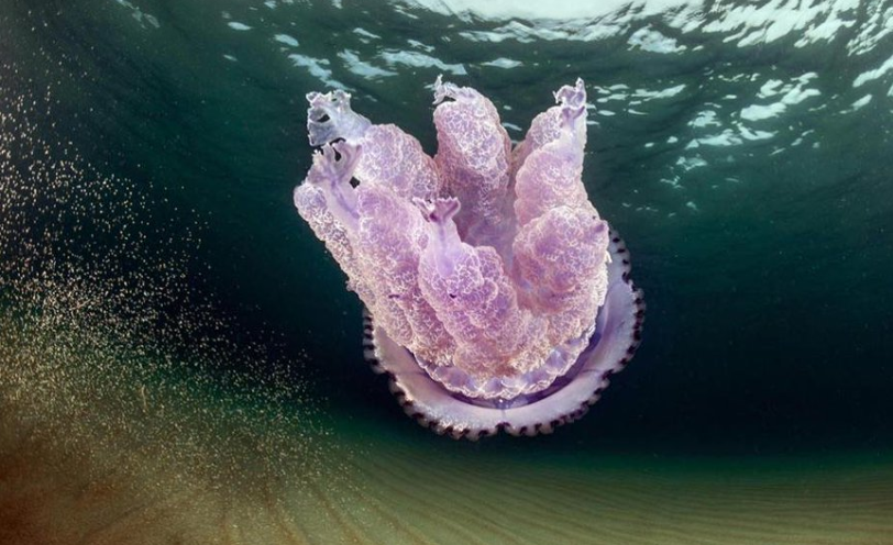 Беше повдигнато безпокойство относно появата на лилава медуза (Pelagia noctiluca)