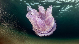 Беше повдигнато безпокойство относно появата на лилава медуза Pelagia noctiluca