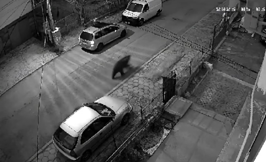 На охранителна камера във Владая се видя как мечка тича