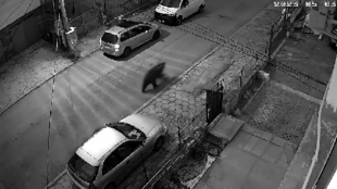 На охранителна камера във Владая се видя как мечка тича