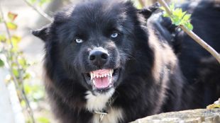 Бездомно куче нахапа до смърт домашен любимец в Димитровград и повали