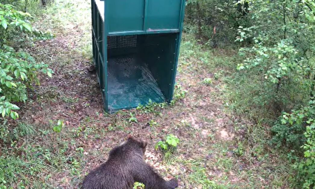 Заловиха мечката, която обикаляше в Габрово и околните населени места.