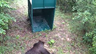 Заловиха мечката която обикаляше в Габрово и околните населени места
