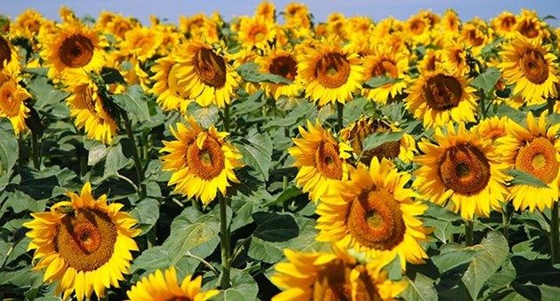 371 земеделци, кандидатствали за извънредна финансова помощ за слънчоглед, нямат