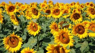 371 земеделци кандидатствали за извънредна финансова помощ за слънчоглед нямат