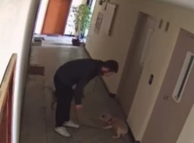 24-годишен мъж беше заснет как рита беззащитно малко куче в