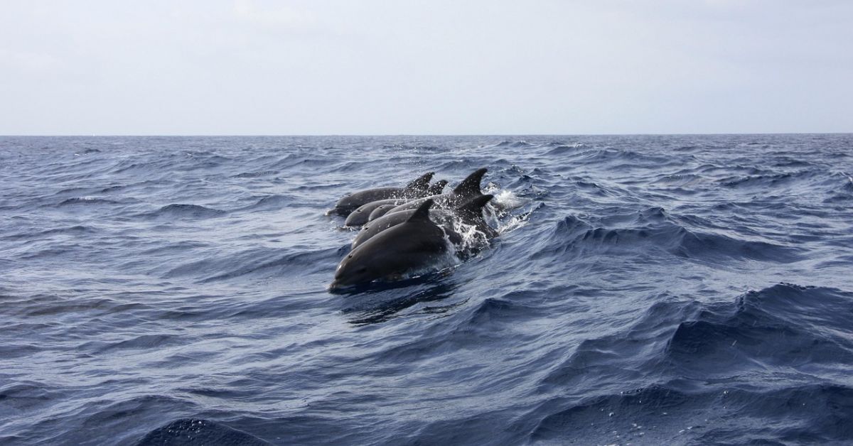 Делфините в Черно море са пред изчезване, предстои им тежка