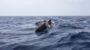 Делфините в Черно море са пред изчезване предстои им тежка