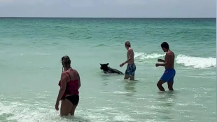 Черна мечка беше забелязана да плува до хората в слънчев
