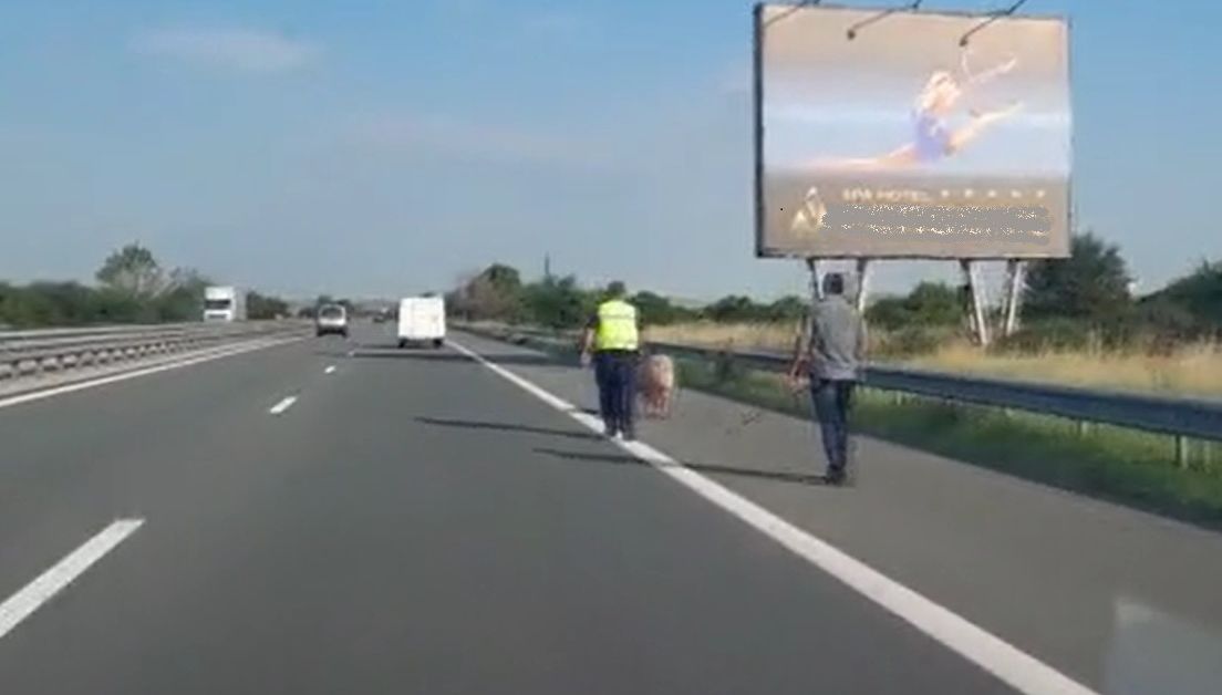 Полицейски патрул ескортира прасе на автомагистрала Тракия“, показа БТВ.Николай Константинов