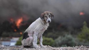 Жертви на пожарите в Гърция от последните дни са много
