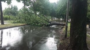 Паднали дървета затвориха пътя Ябълково КюстендилГрадоносна буря удари района