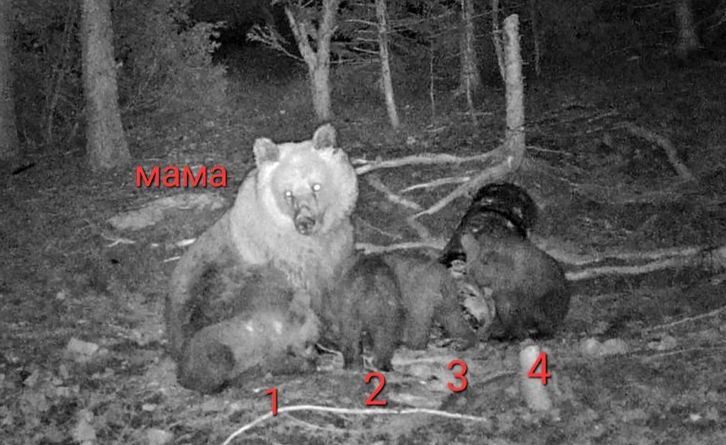 Изключително рядък природен феномен с кафява мечка бе документиран с