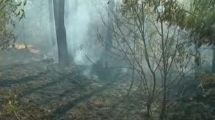 Причината за пожара край Пловдив е комбайн съобщиха от пожарната