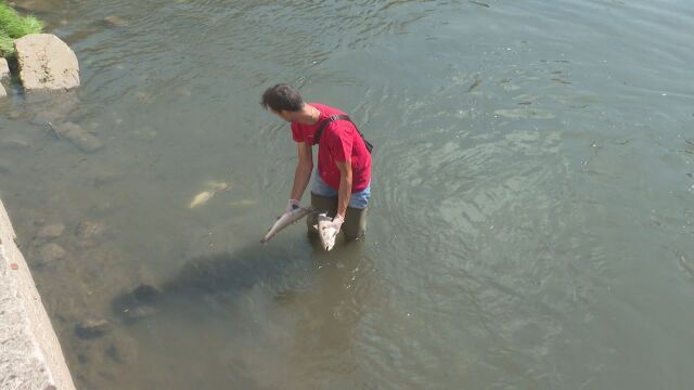 Хиляди умрели риби изплуваха в река Черна в Смолян. Рибар