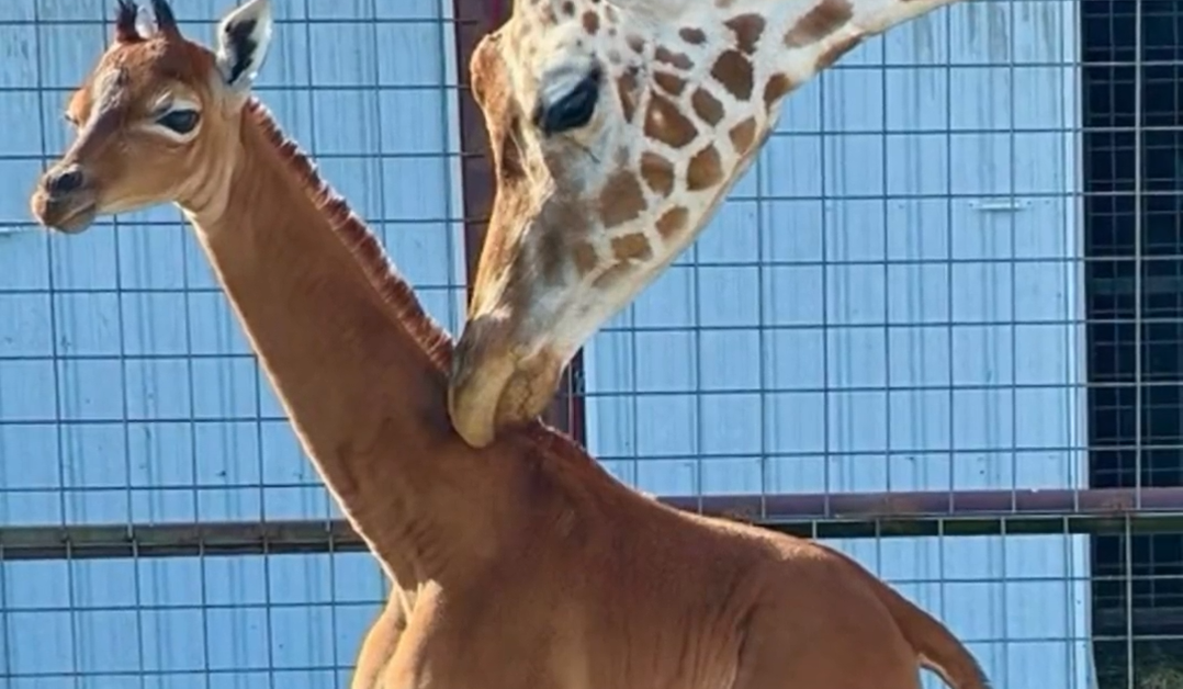 Жираф без петна се роди в зоопарк в Тенеси и