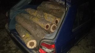 25 пространствени кубически метра дърва за огрев които са незаконно