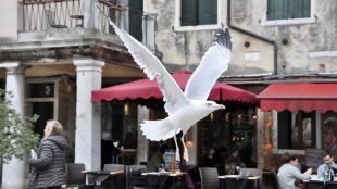 Венеция публикува съобщения които предупреждават туристите да се пазят от