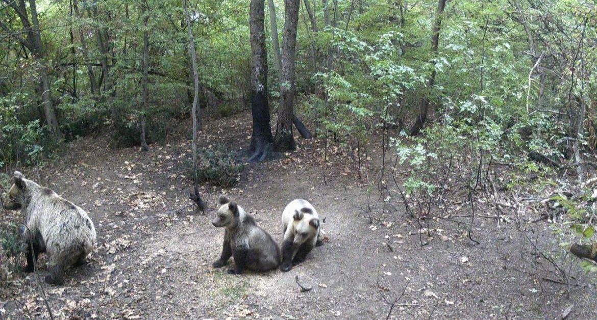 Мечка с две малки мечета е уловена от камери непосредствено