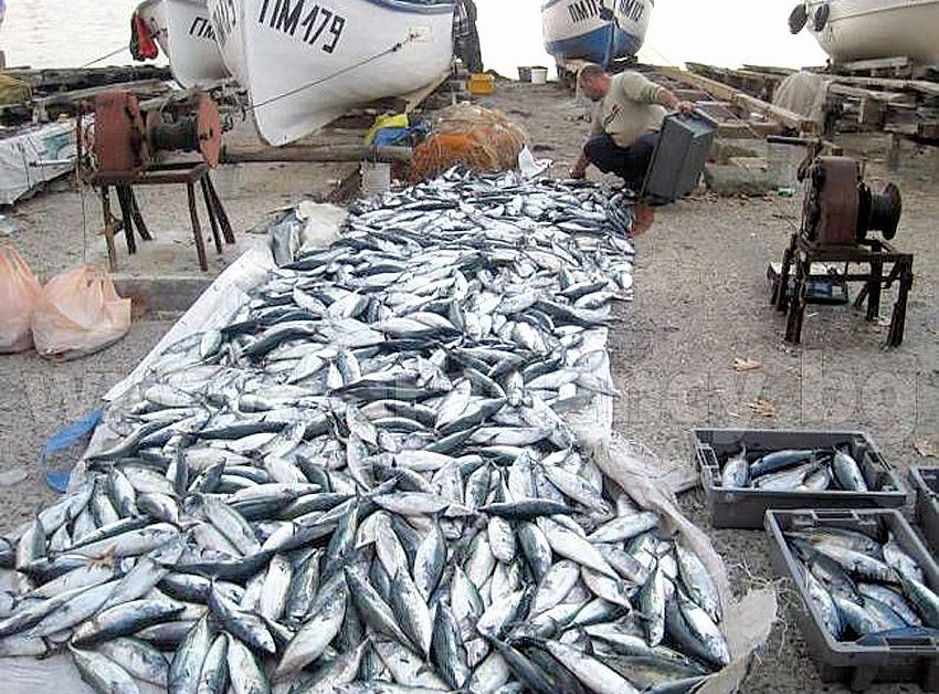 Туруци зарадвали рибари на югПътят на пасажите е непредсказуемНа Север
