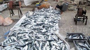 Туруци зарадвали рибари на югПътят на пасажите е непредсказуемНа Север