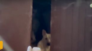 Десетки кучета затворени на горен етаж в къща тормозят жители