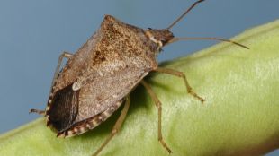 Напаст от насекоми вече и през есентаОстават необичайно активни и