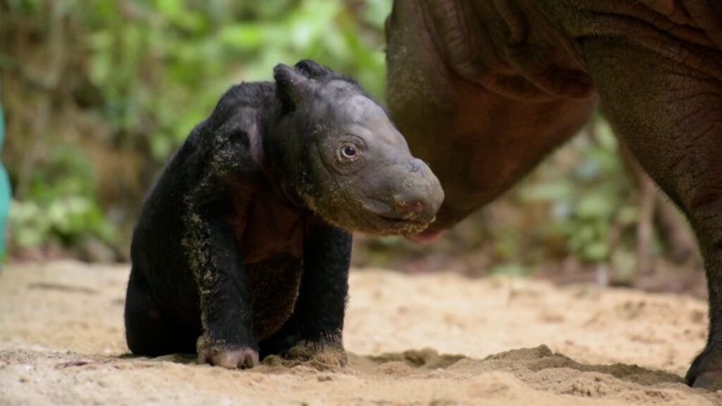 Национален парк в Индонезия приветства раждането на застрашен суматрански носорог,