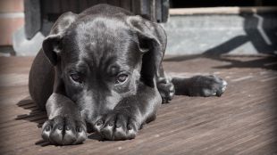 Неизвестно заболяване сред кучетата се разпространява в САЩ
