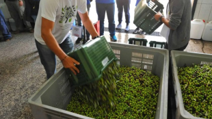 Масовите случаи на кражби на маслини се увеличават в цялата
