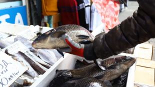 Варненци посрещат Никулден с речна риба търговци приемат заявки за