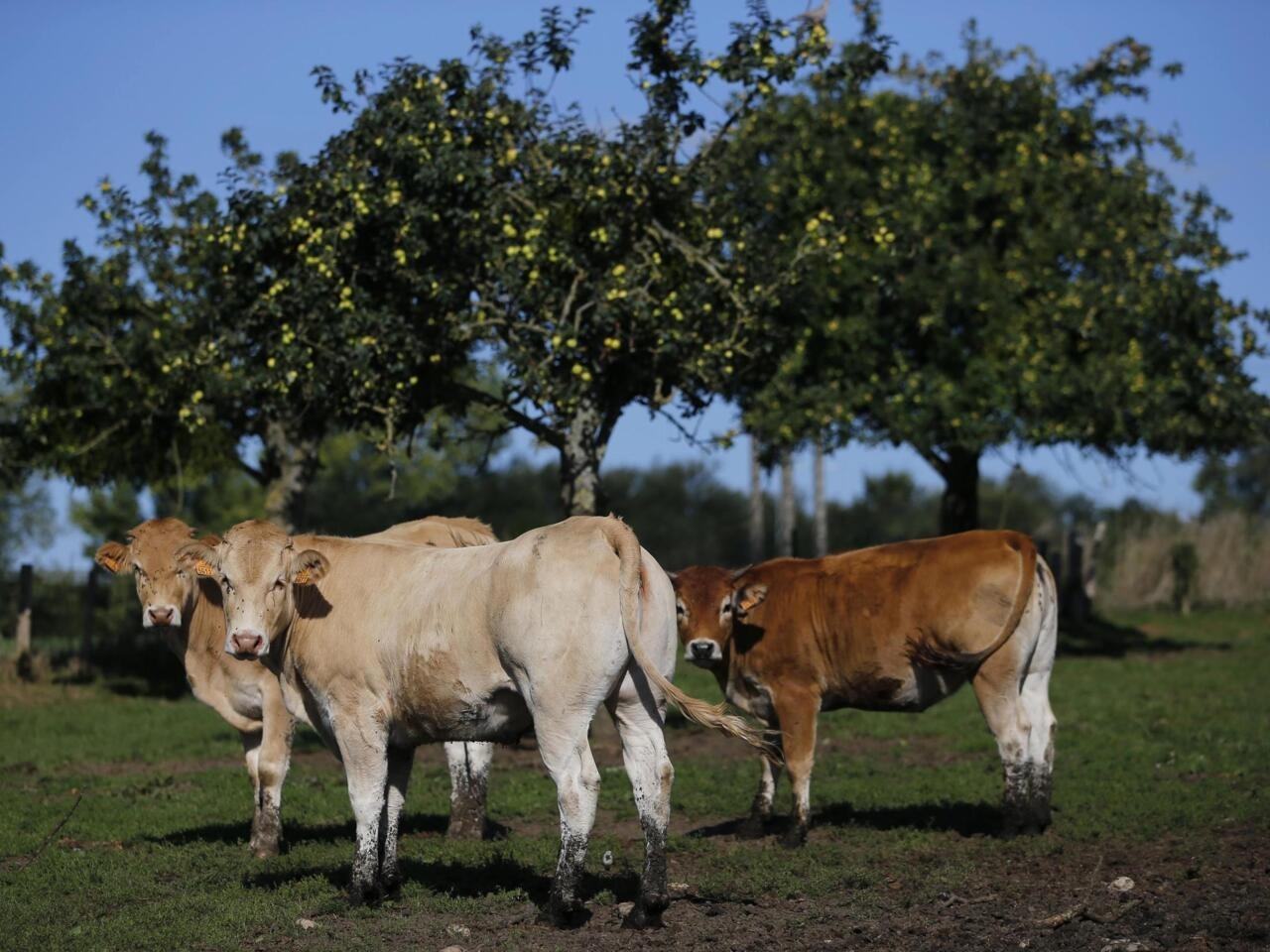 France farmers. Животноводство Франции. Сельское хозяйство Франции. Скотоводство во Франции. Национальное хозяйство Франции.