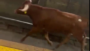 Италианската полиция и ветеринарни служби заловиха бика който избяга от