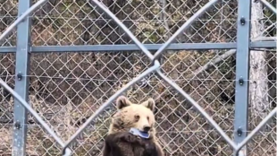 В зоопарка в Стара Загора: Мечка взе телефона на мъж, опитал се да я снима отблизо