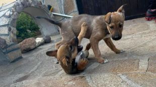 Кампания насърчава осиновяването на кучета във Варна