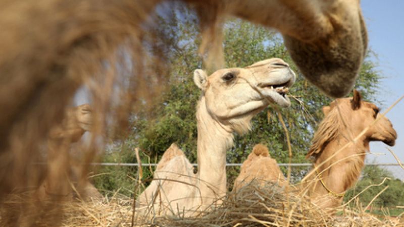 Българска слама бива преработвана и изнасяна за камилите в Арабския