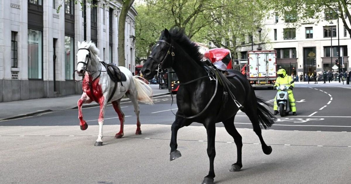 Избягали коне избягаха и препускаха из улиците в Лондон, предаде