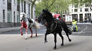 Избягали коне избягаха и препускаха из улиците в Лондон предаде