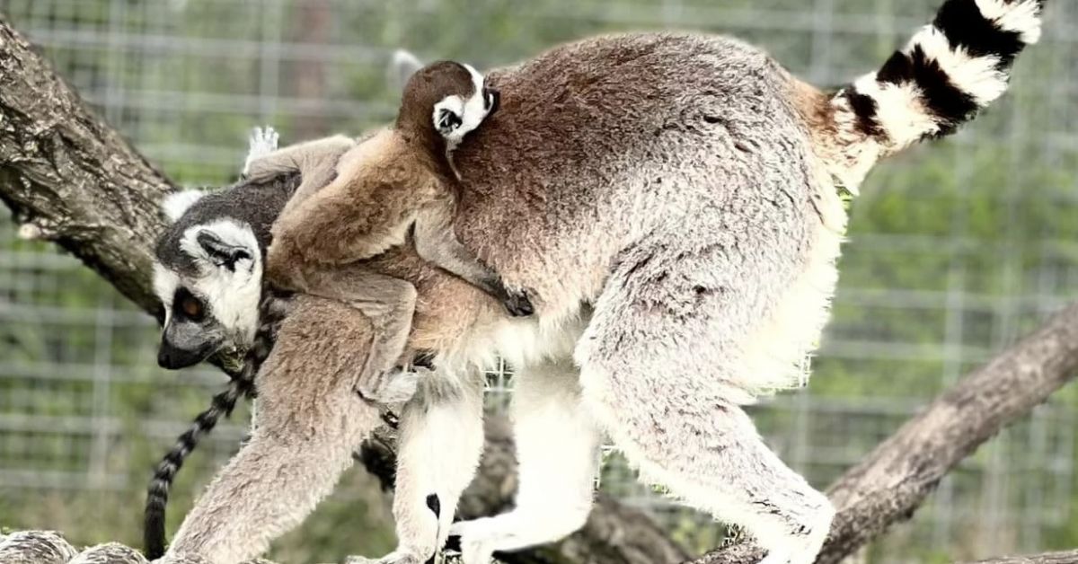 Снимка: Бебе лемурче се роди в Бургаския зоопарк