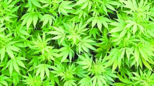От 1 април Германия разреши марихуанатаСпоред българското законодателство за притежанието