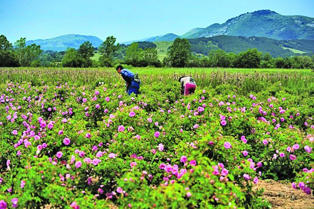 Производителите на рози очакват поне с 10% повече продукцияДо 2