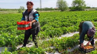 Брюксел не одобри данъчно облекчение за фермерите