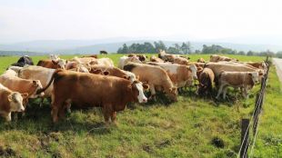 Шотландското правителство потвърди случай на класическа спонгиформна енцефалопатия по говедата