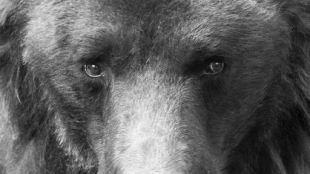 Почина 33-годишният мечок Чарли в парка Белица