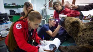 Международен екип от ветеринарни лекари прегледа част от обитателите на Парка за мечки в Белица (СНИМКИ)